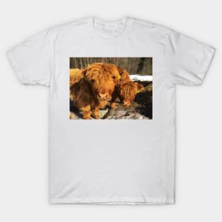 Scottish Highland Cattle Calves 1948 T-Shirt